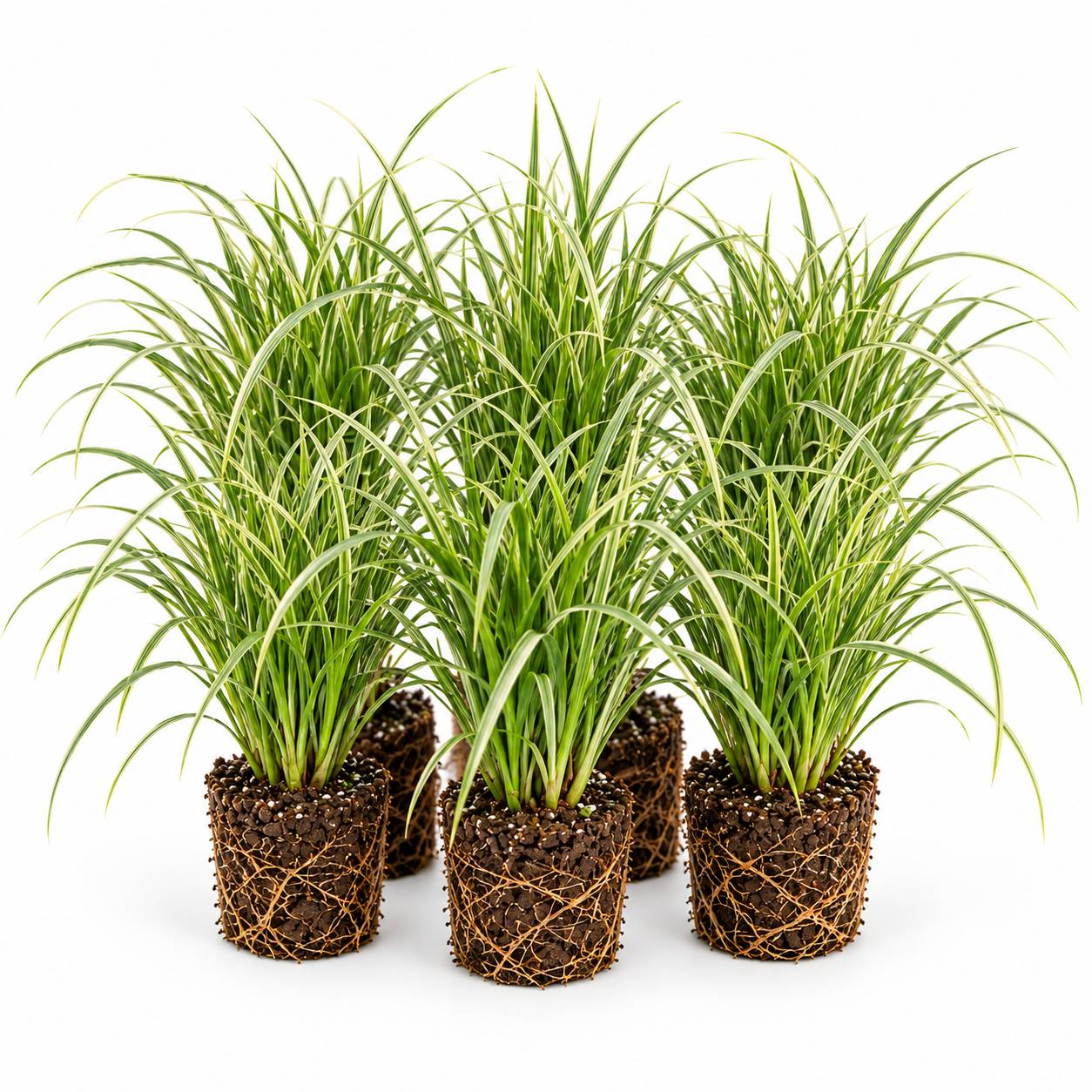 Laîche - Carex - 12 plantes