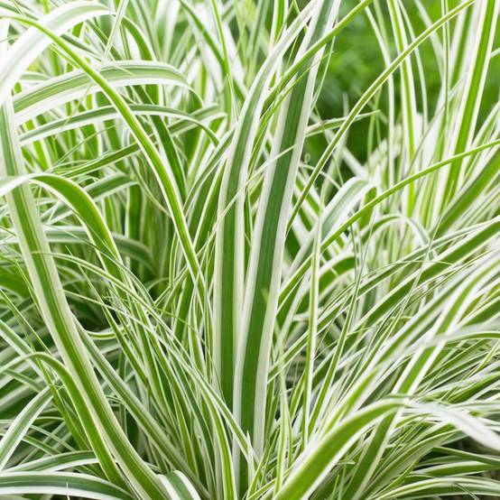 Laîche - Carex - 12 plantes - Image 3