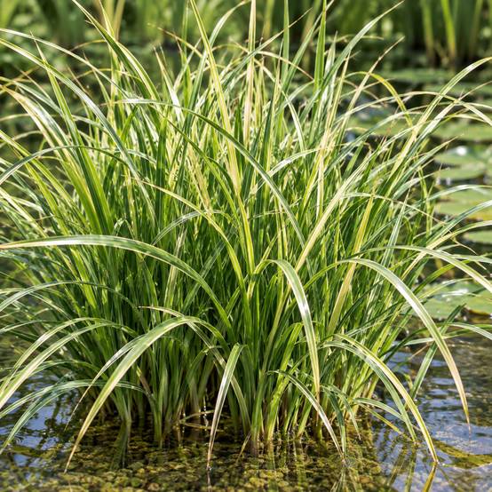 Laîche - Carex - 12 plantes - Image 2