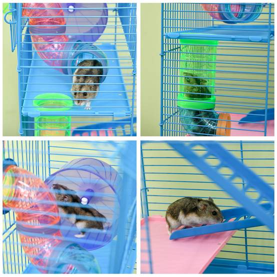 Cage hamster métal pour petits rongeurs 5 niveaux avec accessoires complets 47x30x59cm bleu - ComfortXL Outdoor Living - Image 10