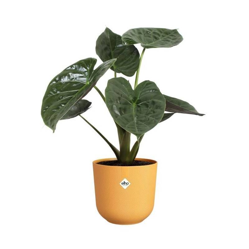 Elho - Pot De Fleur - Elho - Jazz Rond - Jaune - L 35 X B 34.5 X H 32 Cm - Intérieur - 100% Recyclé - Imagen 5