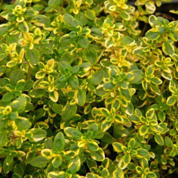 Thym citron doré - Thymus citriodorus Aureus Godet de 8/9 cm