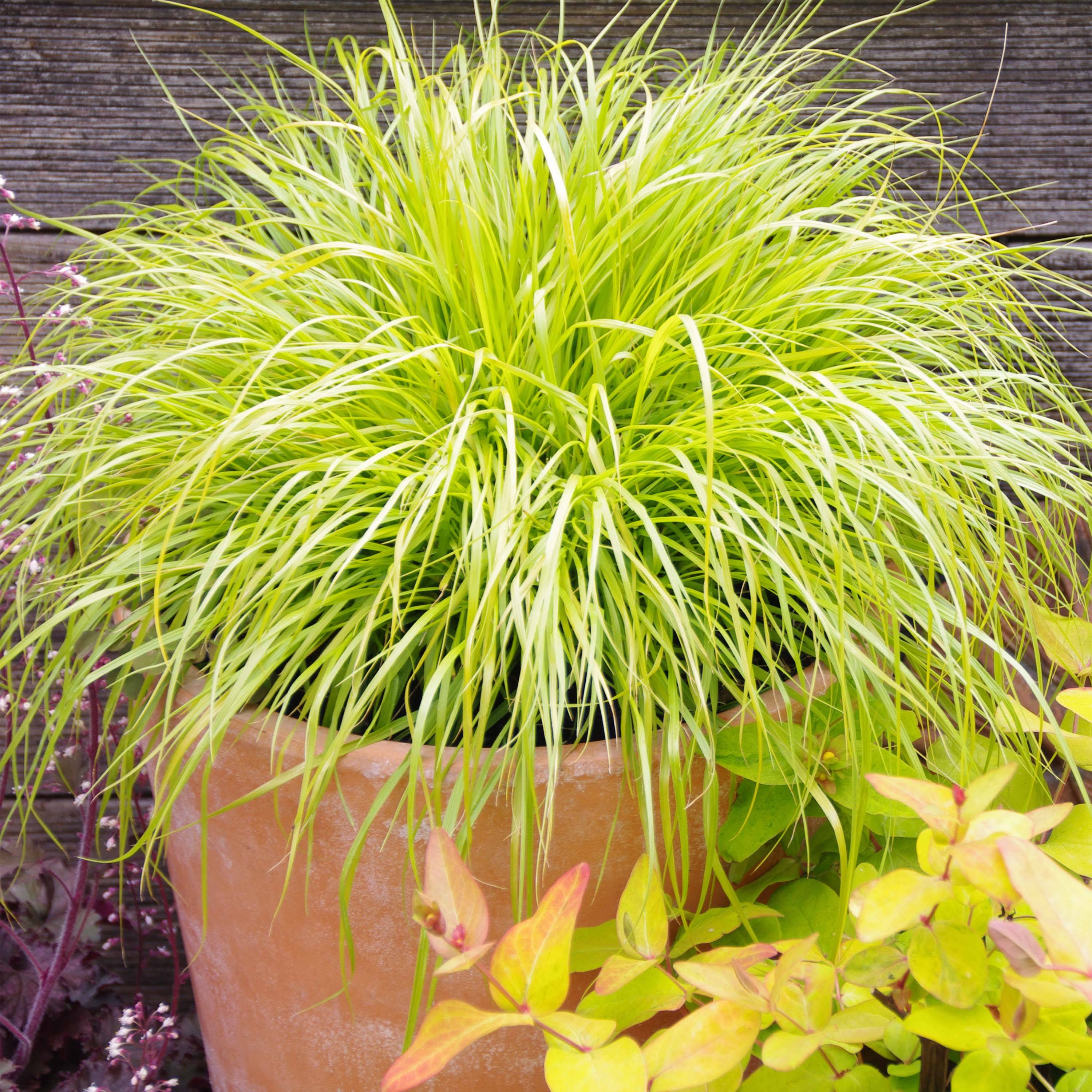Promesse de Fleurs - Pennisetum alopecuroides Hameln Gold - Herbe aux écouvillons dorée. Godet de 8/9 cm