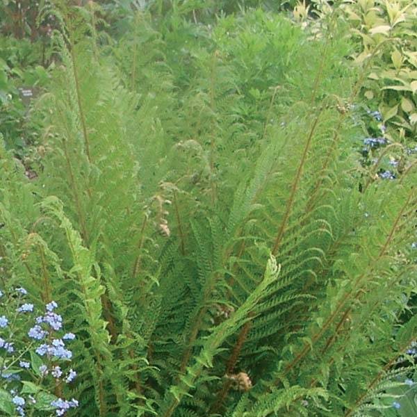 Dryopteris affinis - Fougère Godet de 8/9 cm