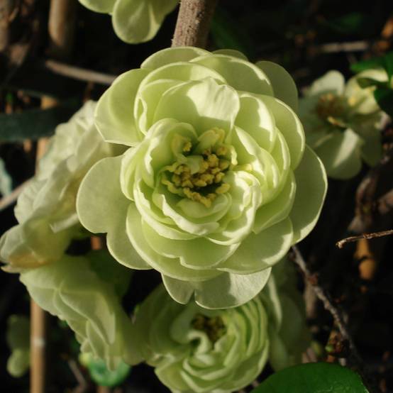 Cognassier du Japon Kinshiden - Chaenomeles speciosa Pot de 3L/4L - Image 1