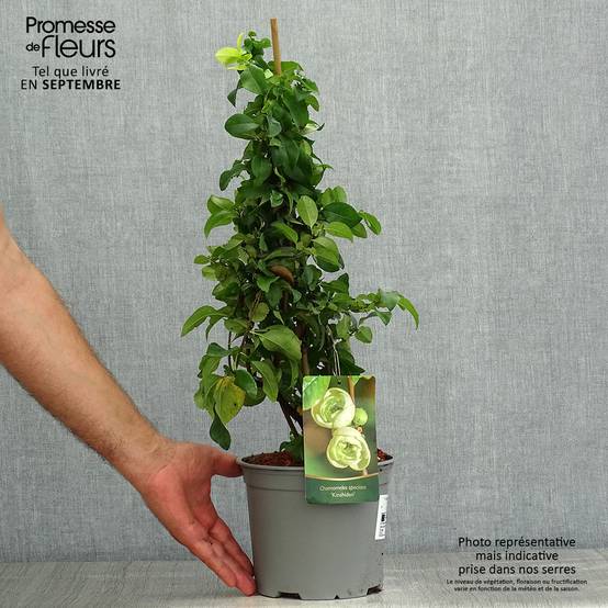 Cognassier du Japon Kinshiden - Chaenomeles speciosa Pot de 3L/4L - Image 2