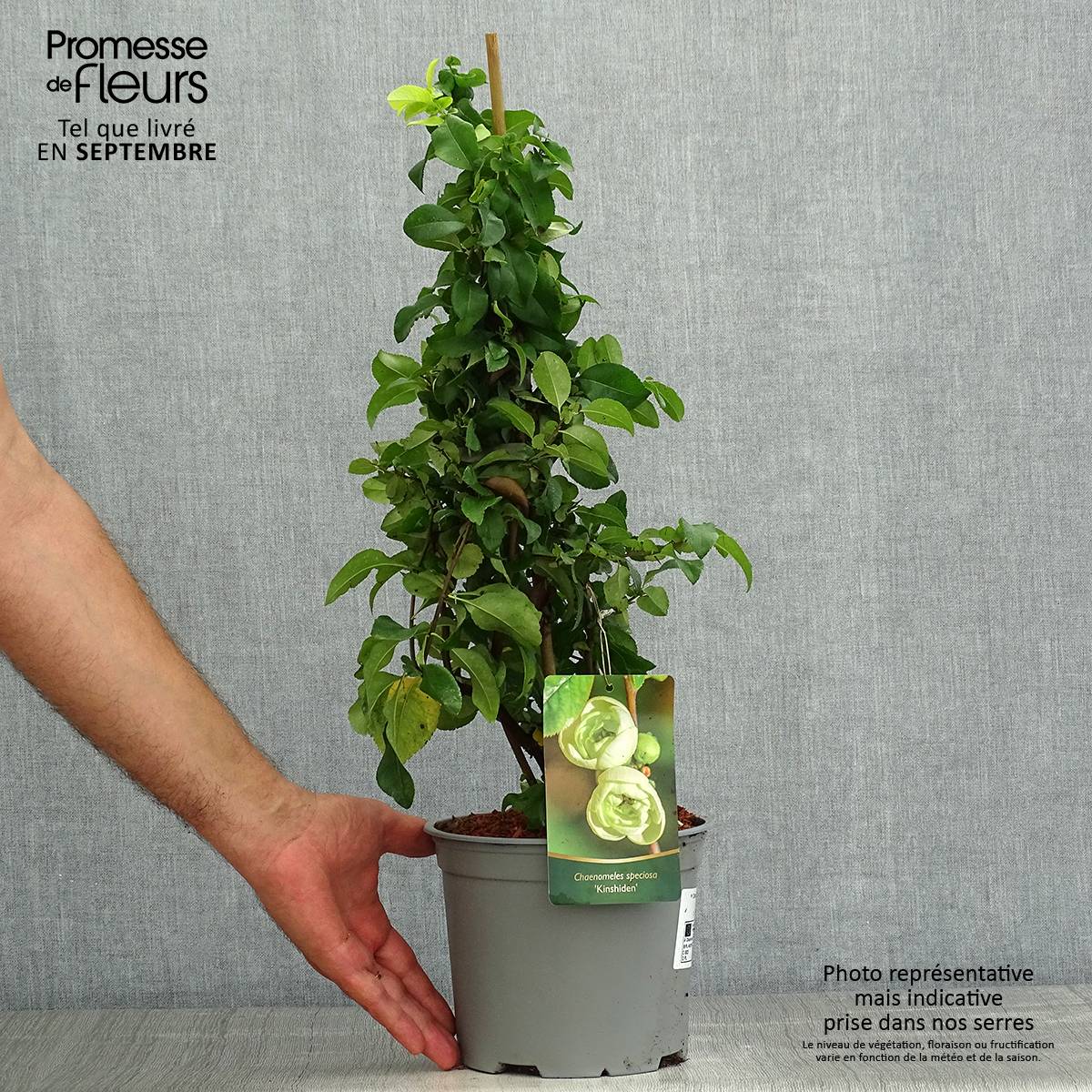 Cognassier du Japon Kinshiden - Chaenomeles speciosa Pot de 3L/4L - Image 2