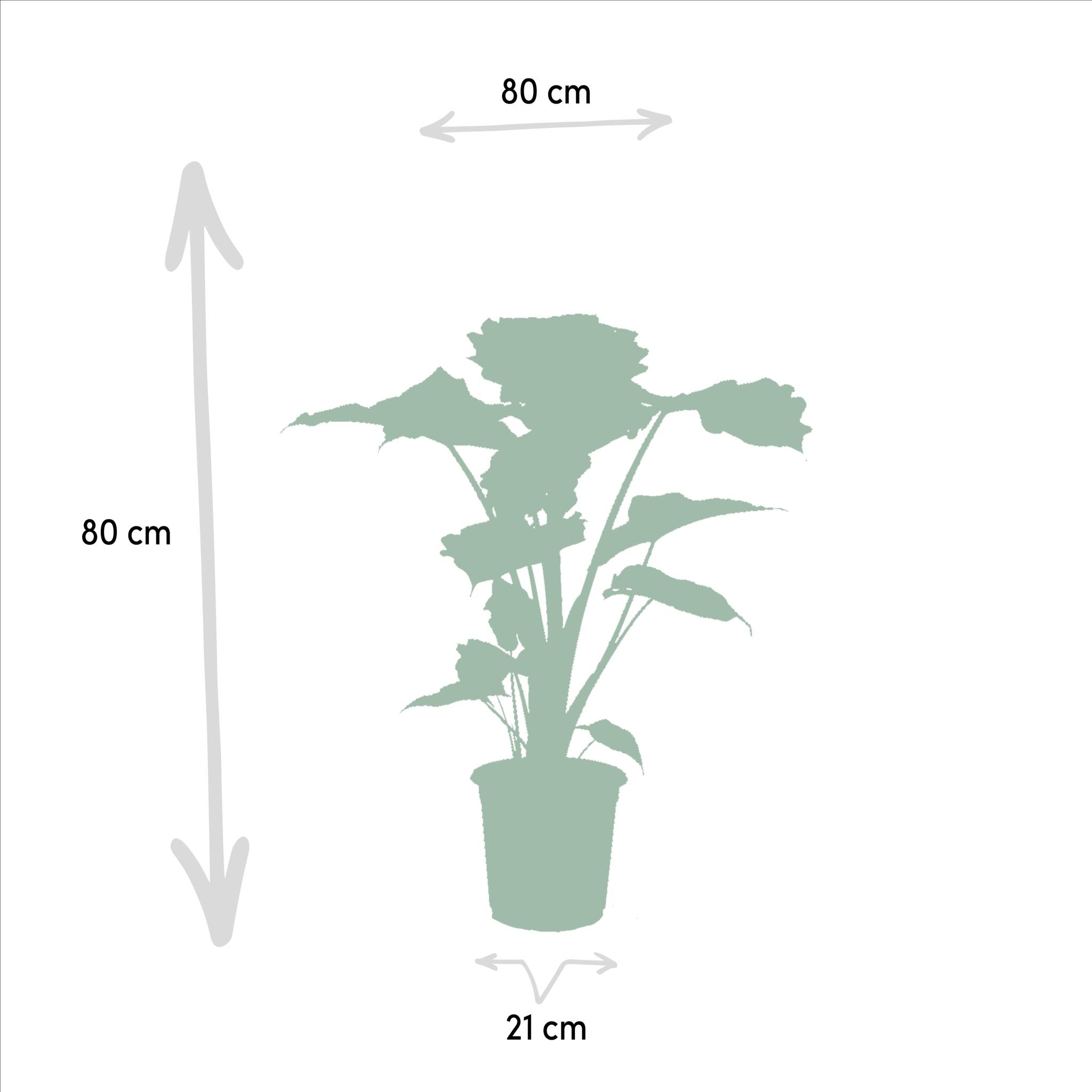 La Green Touch - Coffret Alocasia Wenii, Alocasia Portodora - Lot de 2 plantes 80cm - Plante d'intérieur- La Green Touch - Imagen 7