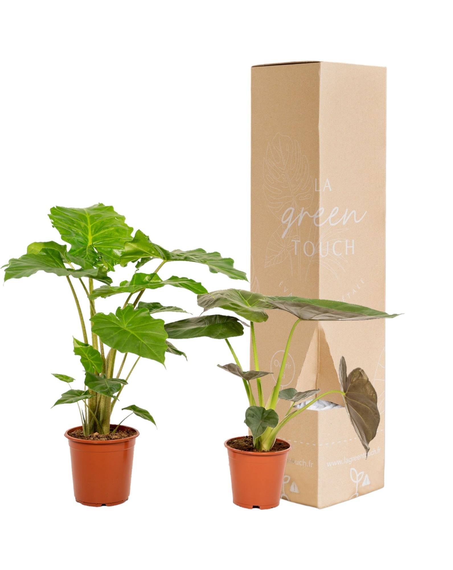 La Green Touch - Coffret Alocasia Wenii, Alocasia Portodora - Lot de 2 plantes 80cm - Plante d'intérieur- La Green Touch - Imagen 2