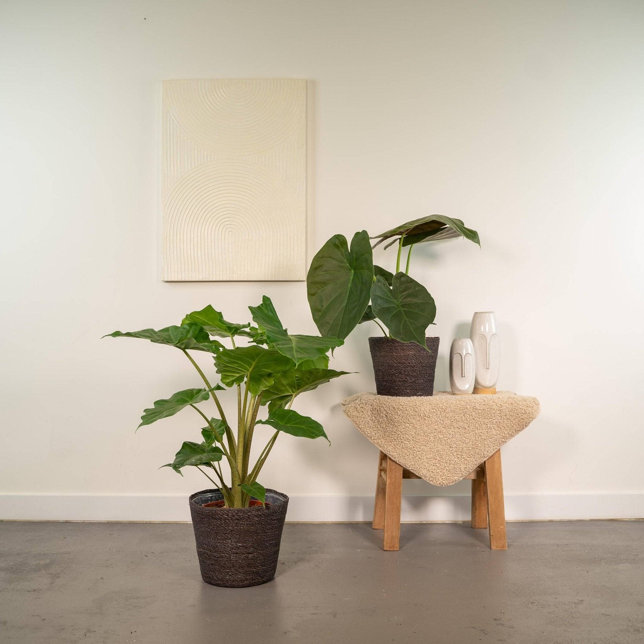 La Green Touch - Coffret Alocasia Wenii, Alocasia Portodora - Lot de 2 plantes 80cm - Plante d'intérieur- La Green Touch - Imagen 4