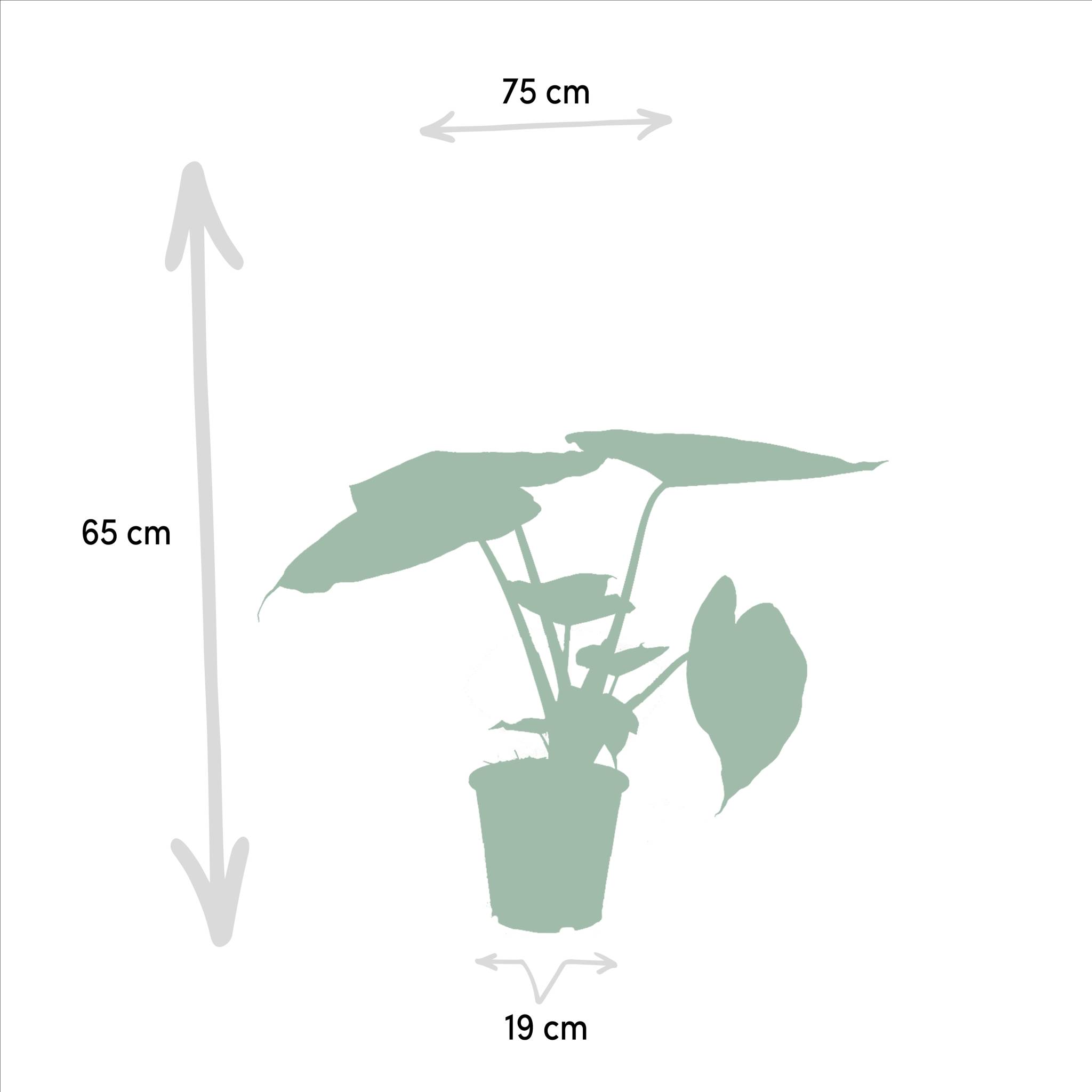 La Green Touch - Coffret Alocasia Wenii, Alocasia Portodora - Lot de 2 plantes 80cm - Plante d'intérieur- La Green Touch - Imagen 6