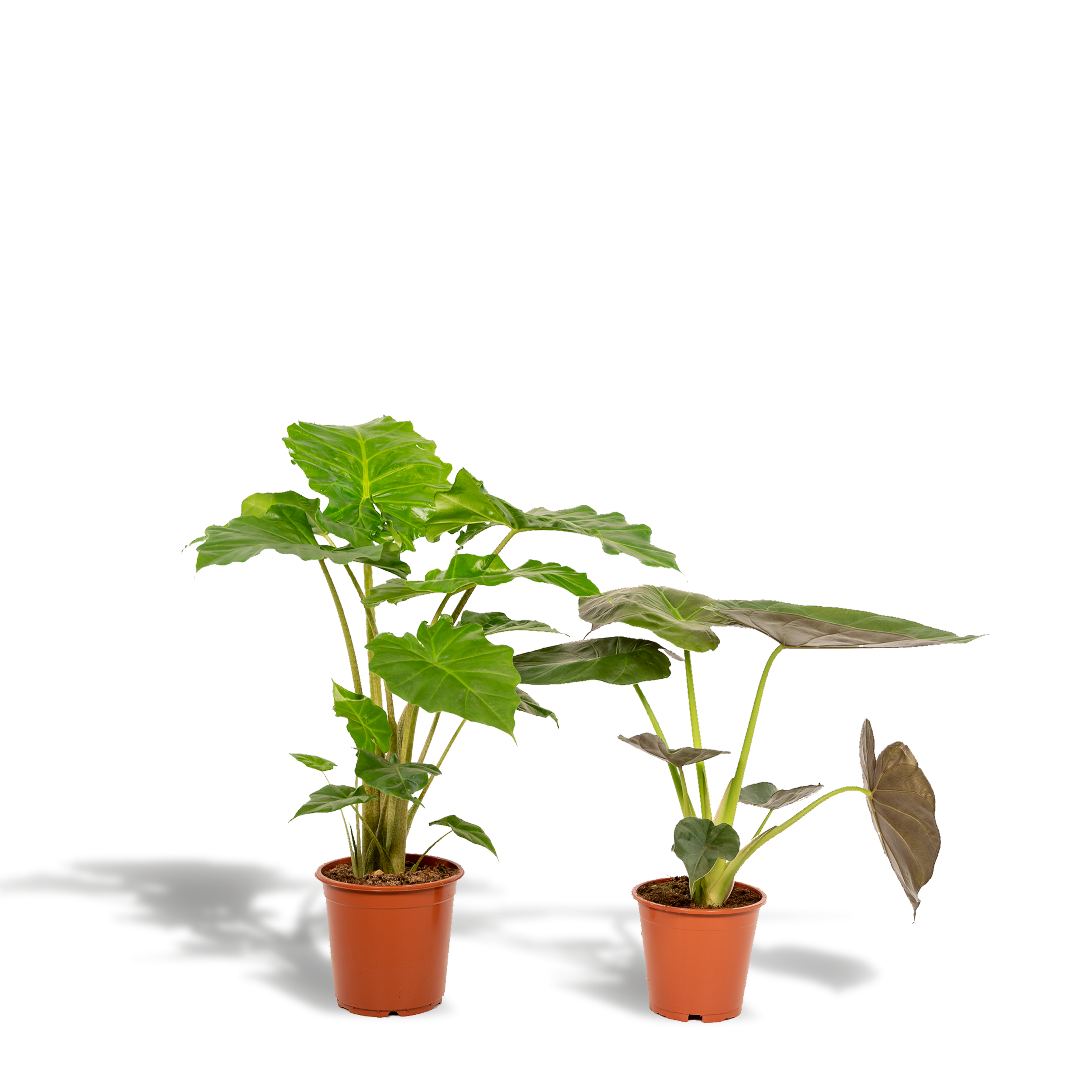 La Green Touch - Coffret Alocasia Wenii, Alocasia Portodora - Lot de 2 plantes 80cm - Plante d'intérieur- La Green Touch - Imagen 1