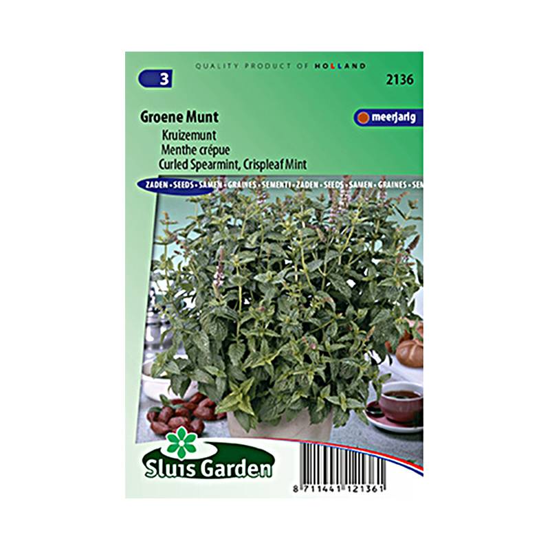 Menthe frisée ou crépue - Mentha spicata Crispa le sachet de 1800 graines environ
