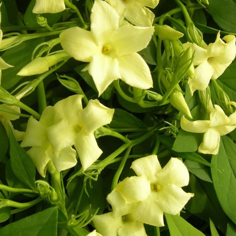 Jasmin blanc Clotted Cream® 'Devon Cream' à fleurs Jaune - feuillage Caduc - Godet - 5/20 cm-  hauteur à maturité De 3,00 m à 5,00 m - Imagen 1