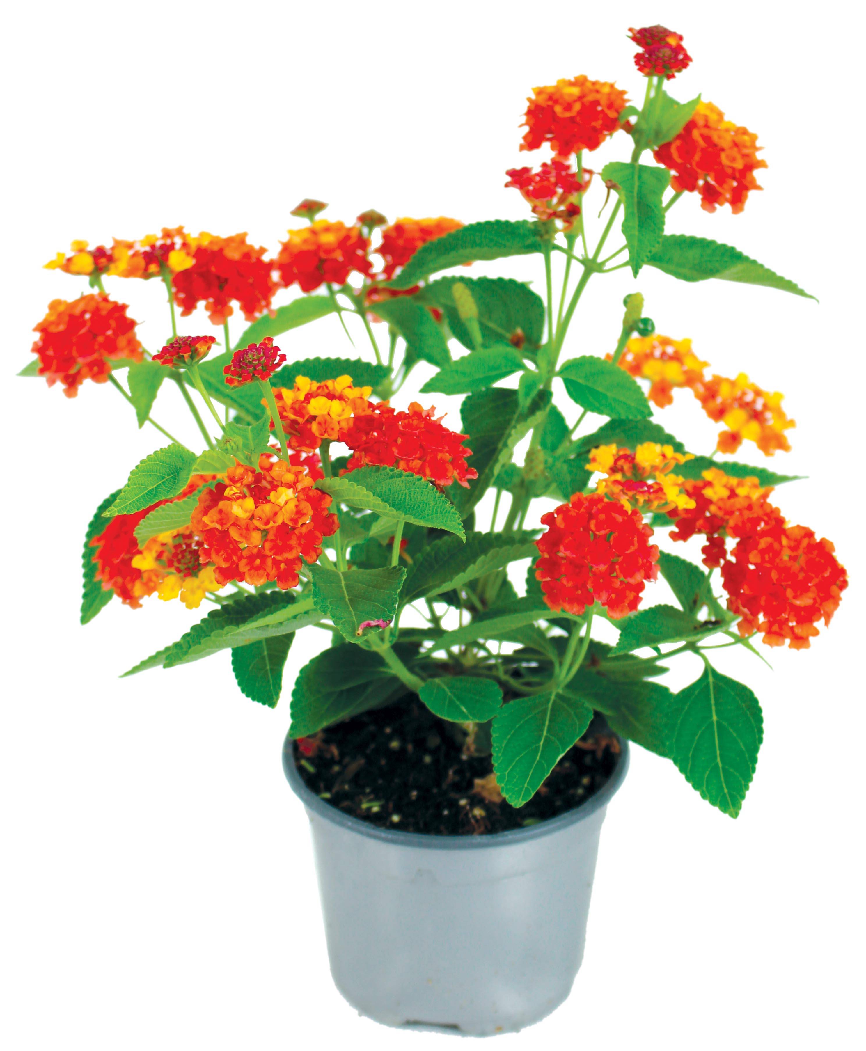 Lantana pot 10,5 cm - Image 1