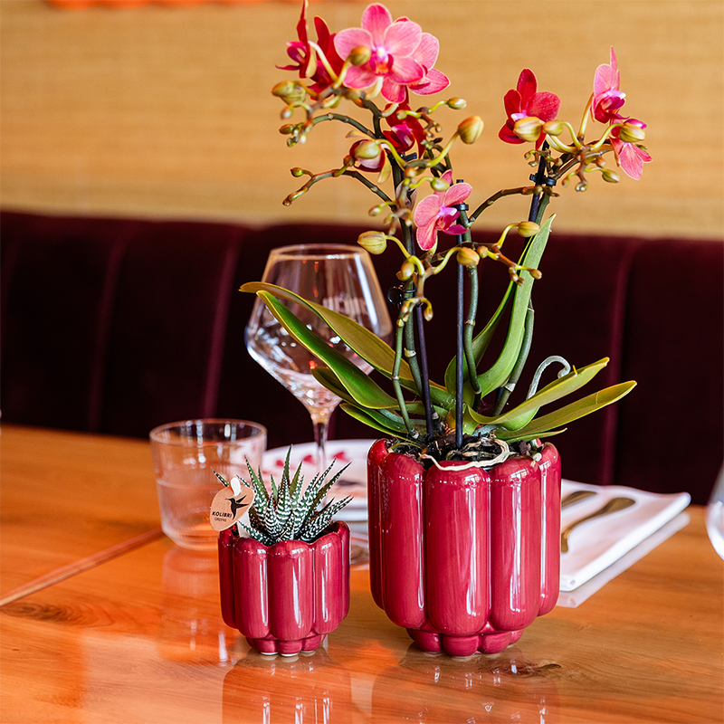 Orchidée Phalaenopsis 'Congo' rouge - Pot de 9cm - Rétro rouge - Plantes d'intérieur - Image 2