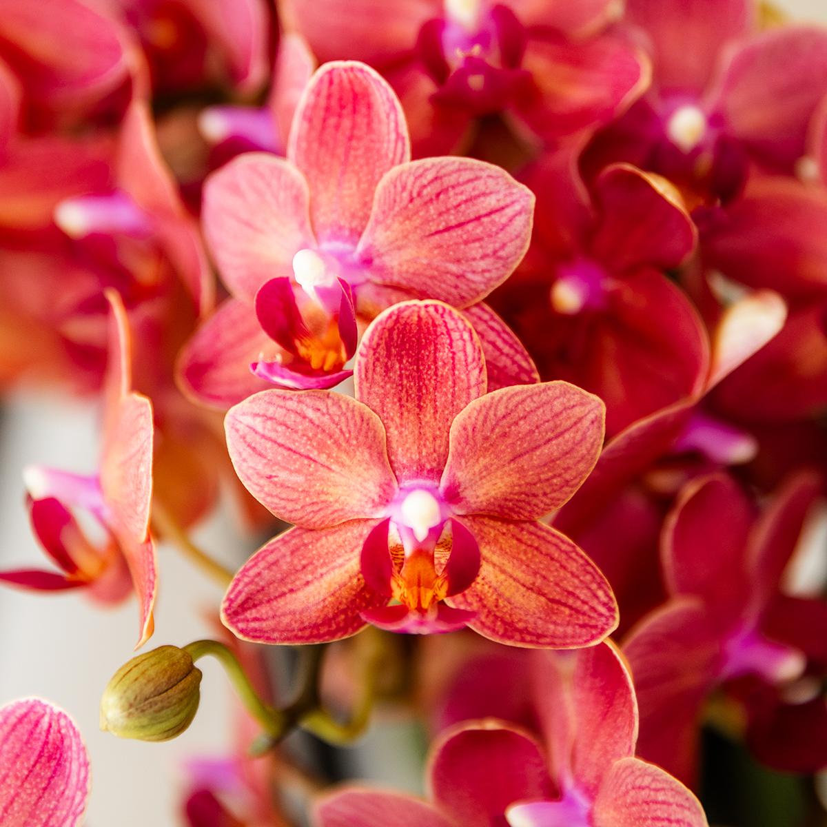 Orchidée Phalaenopsis 'Congo' rouge - Pot de 9cm - Rétro rouge - Plantes d'intérieur - Image 6