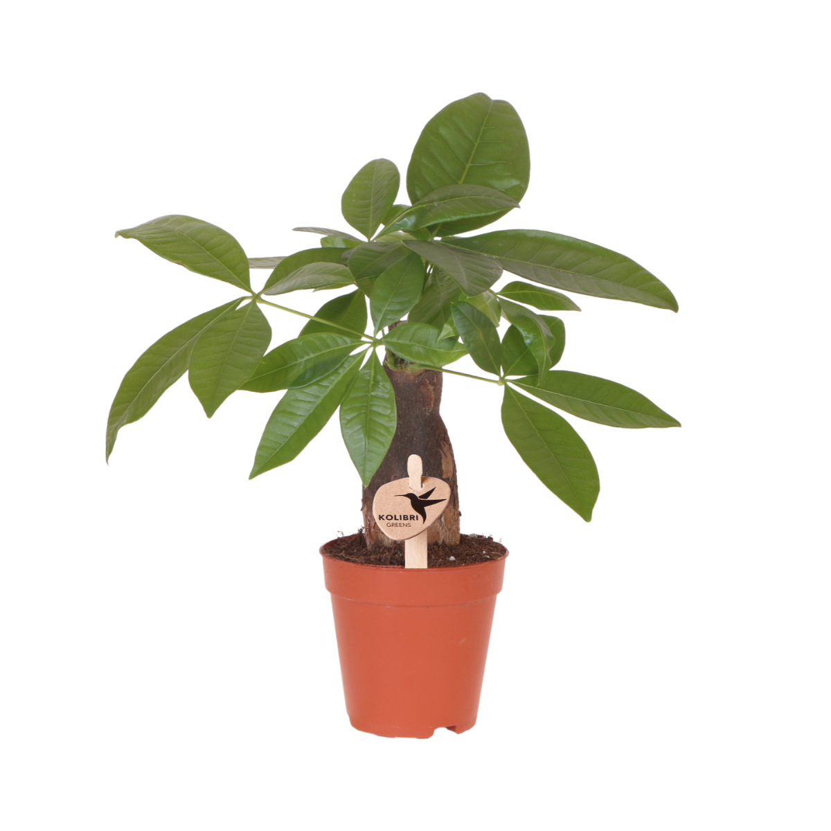 La Green Touch - Pachira - Arbre à argent, jeune plant - H 30 cm, pot Ø9 cm