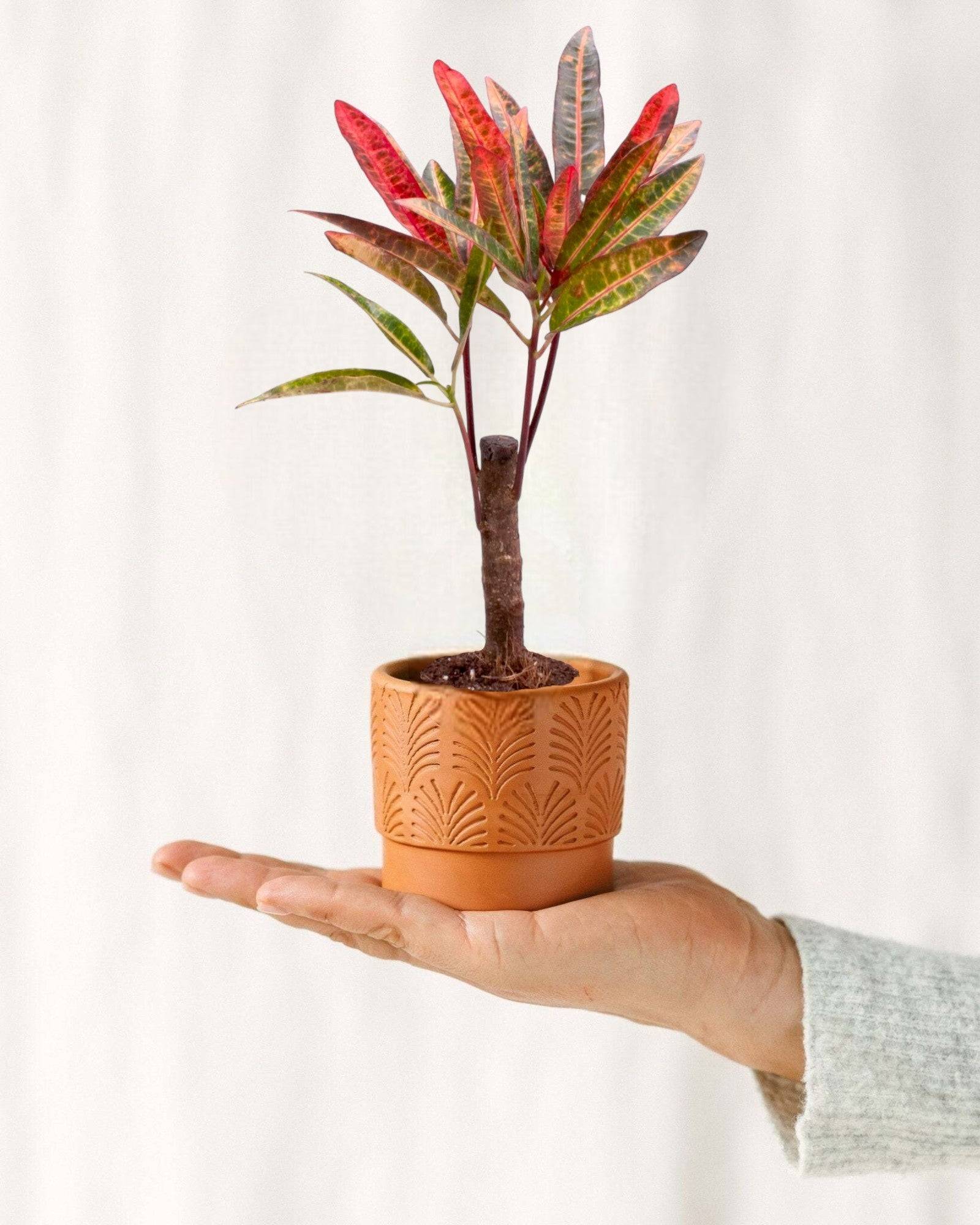 Croton - H27cm