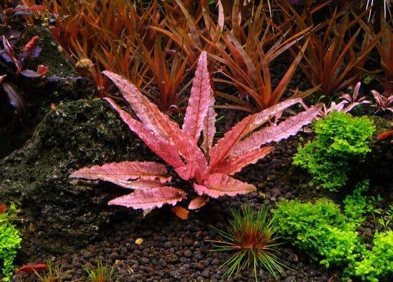 Superfish - Cryptocoryne Flamingo plante aquatique rose pot 5 cm - SUPERFISH