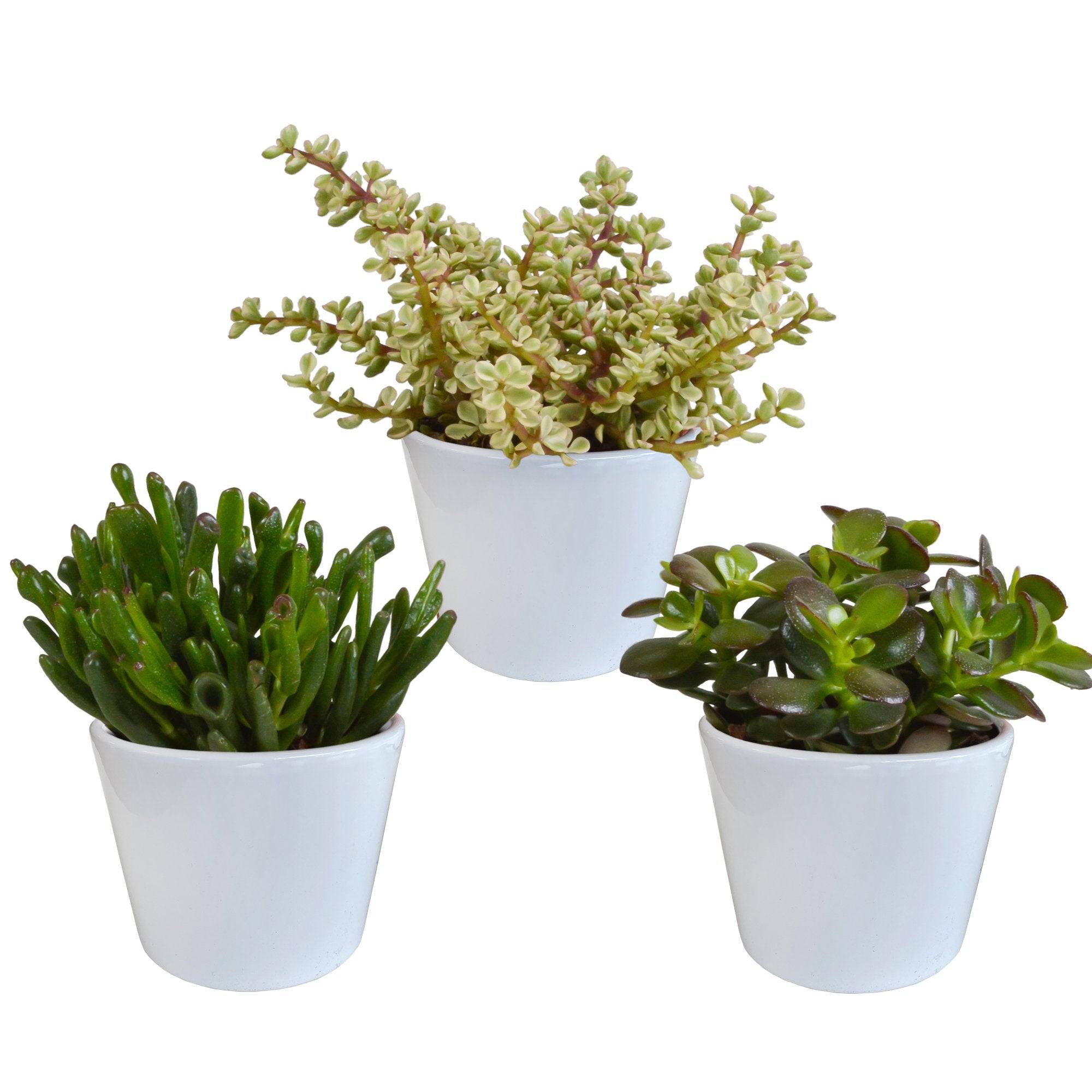 La Green Touch - Coffret crassula et ses caches-pots blancs - Lot de 3 plantes, h21cm- La Green Touch - Image 2