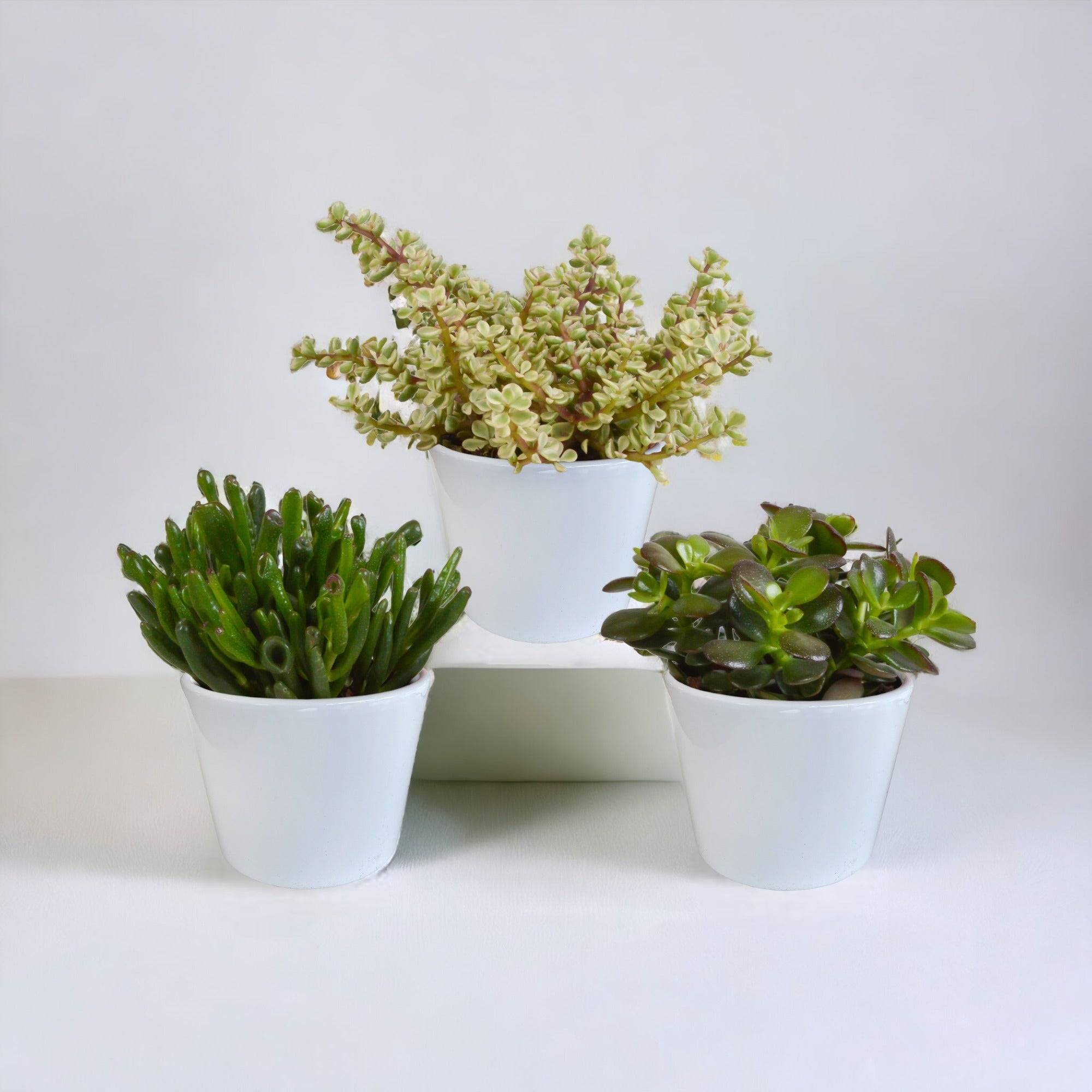 La Green Touch - Coffret crassula et ses caches-pots blancs - Lot de 3 plantes, h21cm- La Green Touch