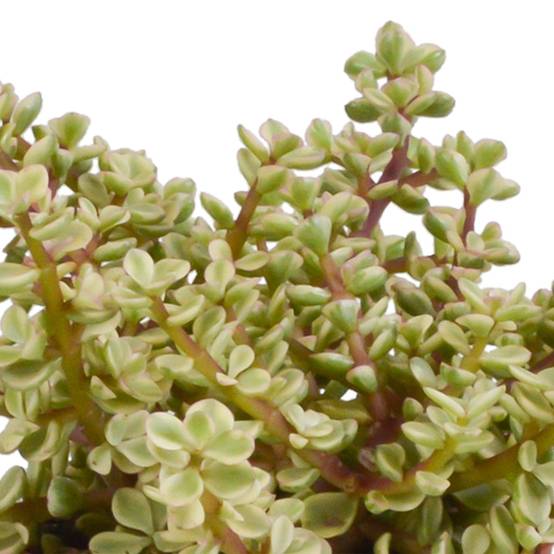 La Green Touch - Coffret crassula et ses caches-pots blancs - Lot de 3 plantes, h21cm- La Green Touch - Image 4