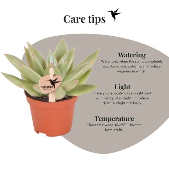 Succulente Echeveria Miranda - Ø6cm - ↕8cm - Plantes d'intérieur - Image 2