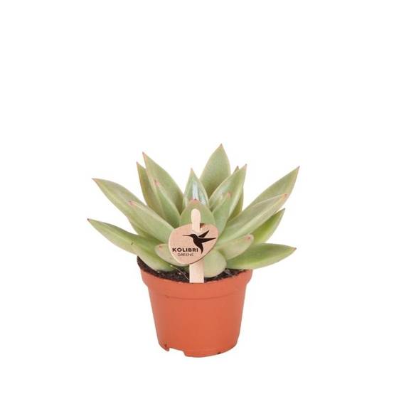 Succulente Echeveria Miranda - Ø6cm - ↕8cm - Plantes d'intérieur - Image 1