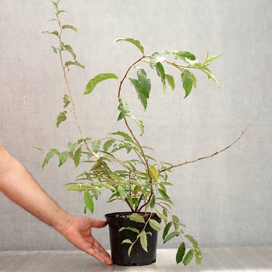 Elaeagnus umbellata Amoroso - Chalef en ombelles Pot de 2L/3L - Image 2
