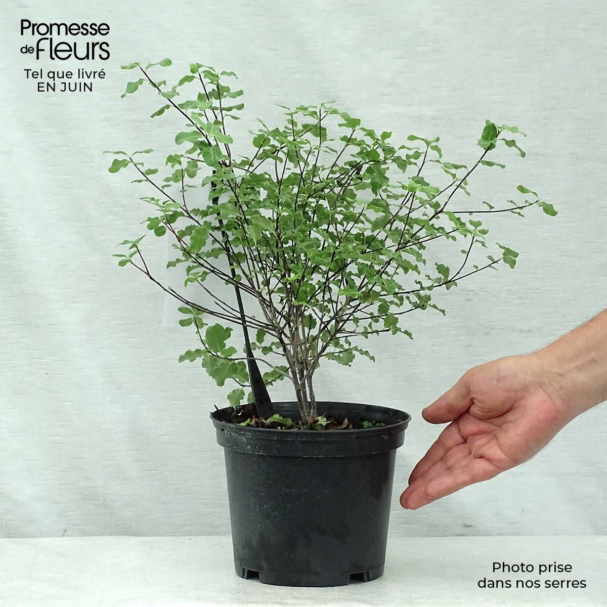 Promesse de Fleurs - Pittosporum tenuifolium Abbotsbury Gold Pot de 2L/3L - Image 2