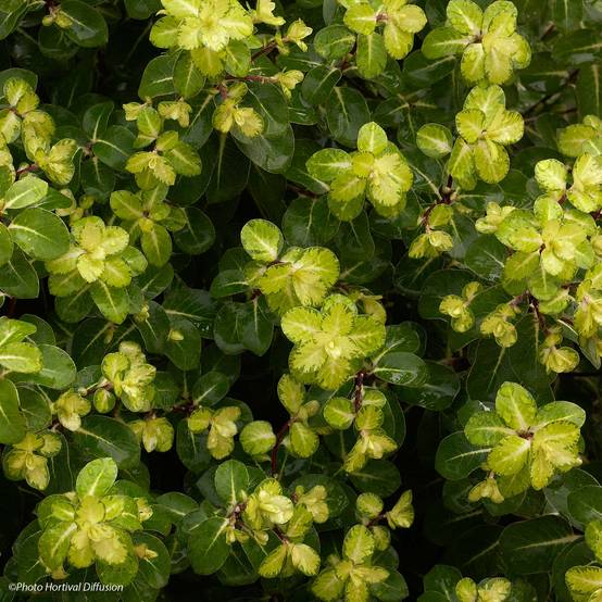 Promesse de Fleurs - Pittosporum tenuifolium Abbotsbury Gold Pot de 2L/3L - Image 1