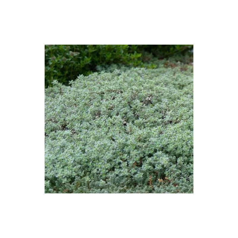 Thym poilu rampant à fleurs Rose - feuillage Persistant - Godet - 5/20 cm-  hauteur à maturité Moins de 0,15 m - Imagen 1
