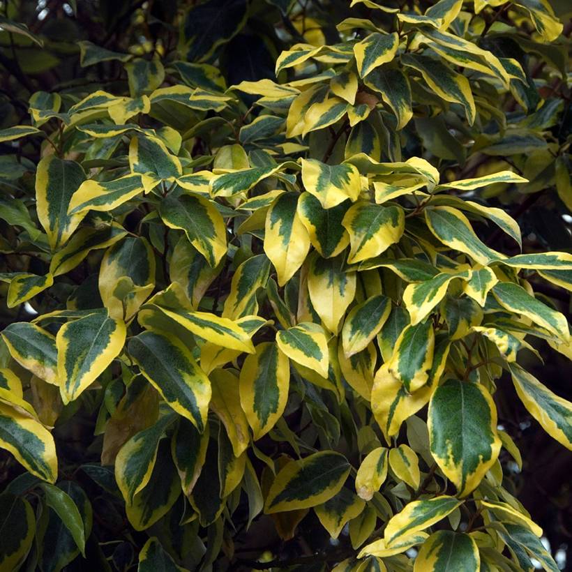 Promesse de Fleurs - Elaeagnus ebbingei Gilt Edge - Chalef Pot de 2L/3L