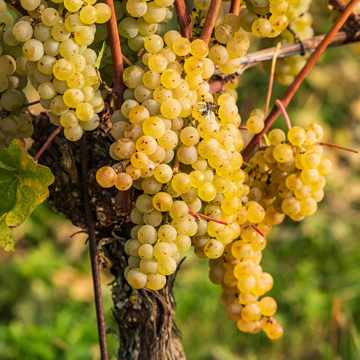 Vigne de table Regina dei Vigneti - Vitis vinifera Pot de 1,5L/2L