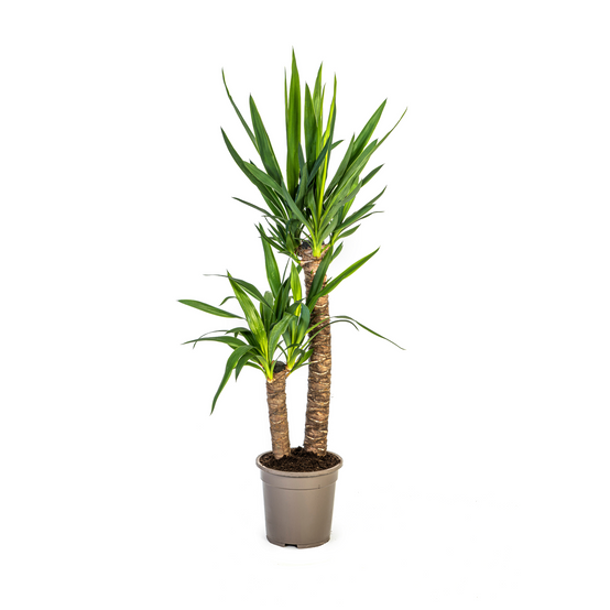 La Green Touch - Yucca Elephantipes - D19 H70cm - Image 4