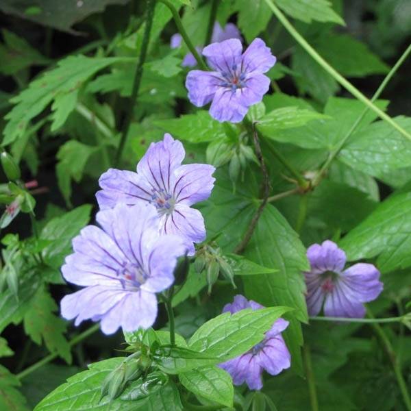 Promesse de Fleurs - Géranium vivace nodosum  Pot de 2L/3L