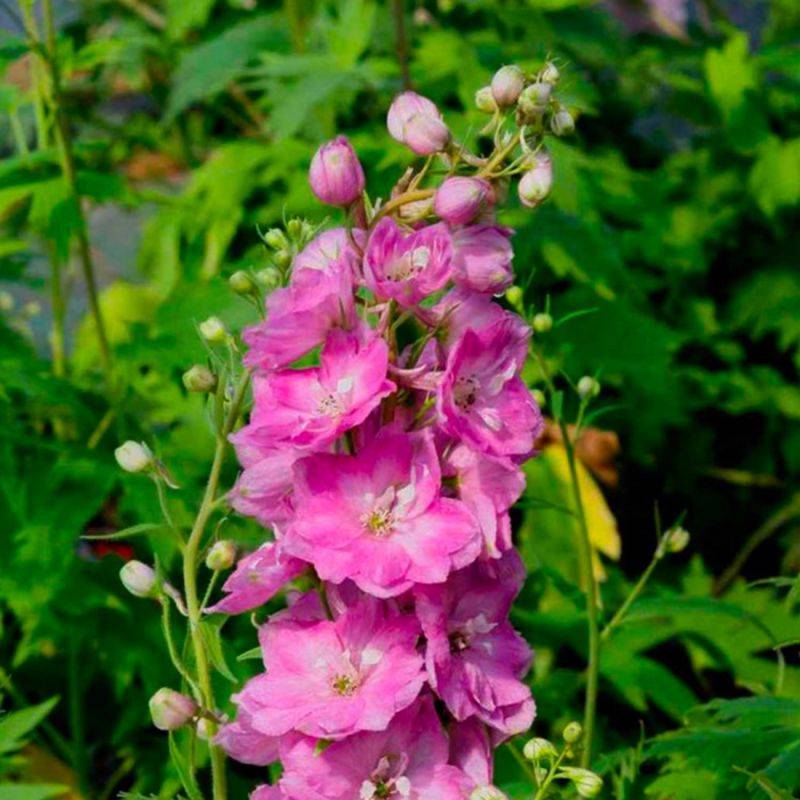 3 Pieds d'Alouette (Delphinium 'Astolat') - Lot de 3 vivaces - Pépinières Naudet - Imagen 1