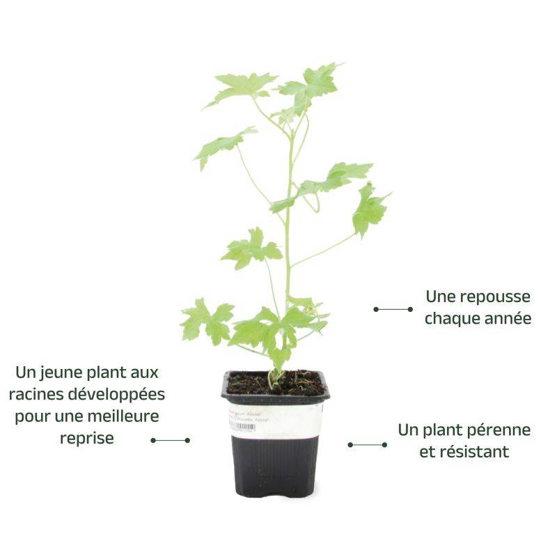 3 Pieds d'Alouette (Delphinium 'Astolat') - Lot de 3 vivaces - Pépinières Naudet - Imagen 3
