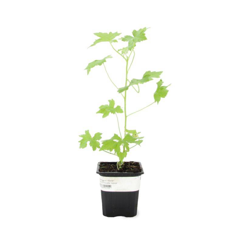 3 Pieds d'Alouette (Delphinium 'Astolat') - Lot de 3 vivaces - Pépinières Naudet - Imagen 2