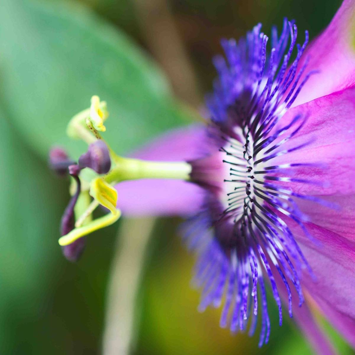 Passiflore Purple Passion® à fleurs Mauve - feuillage Caduc - Godet - 5/10 cm-  hauteur à maturité De 2,50 m à 3,00 m - Imagen 8