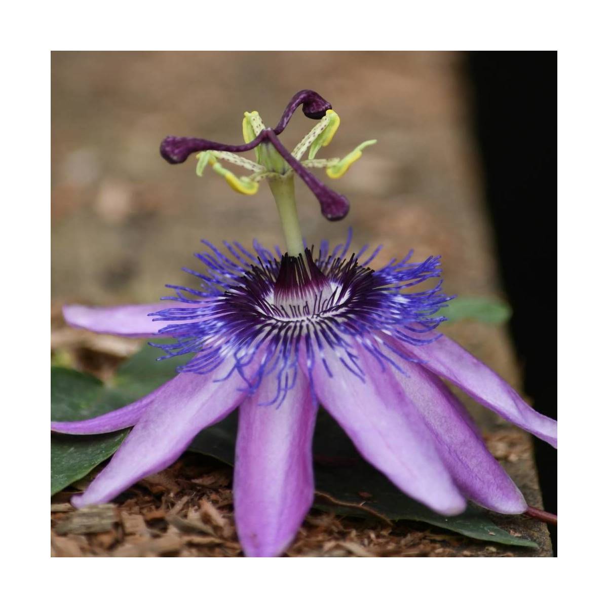 Passiflore Purple Passion® à fleurs Mauve - feuillage Caduc - Godet - 5/10 cm-  hauteur à maturité De 2,50 m à 3,00 m - Imagen 7