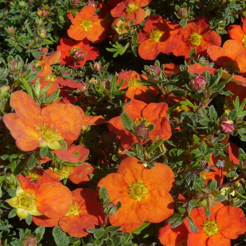 Potentille arbustive Hopley's Orange, Potentilla à fleurs Orange - feuillage Caduc - Pot de 7,5L - 60/80 cm-  hauteur à maturité De 1,00 m à 1,50 m - Imagen 1