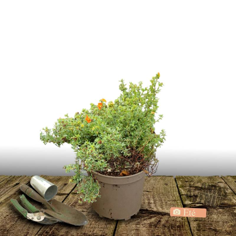 Potentille arbustive Hopley's Orange, Potentilla à fleurs Orange - feuillage Caduc - Pot de 7,5L - 60/80 cm-  hauteur à maturité De 1,00 m à 1,50 m - Imagen 4
