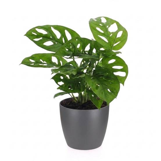 Monstera adansonii - avec pot gris - Ø12cm - ↕25cm - Plantes d’intérieur - Image 2