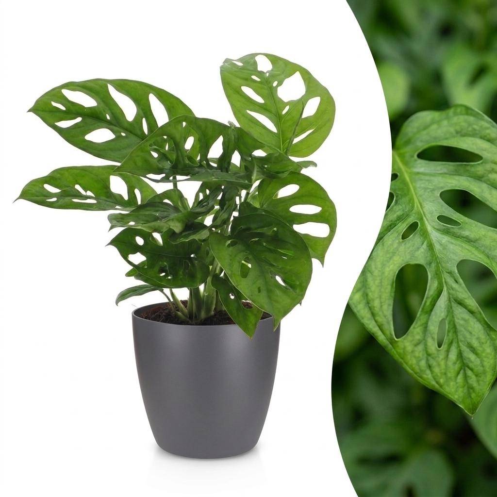 Monstera adansonii - avec pot gris - Ø12cm - ↕25cm - Plantes d’intérieur