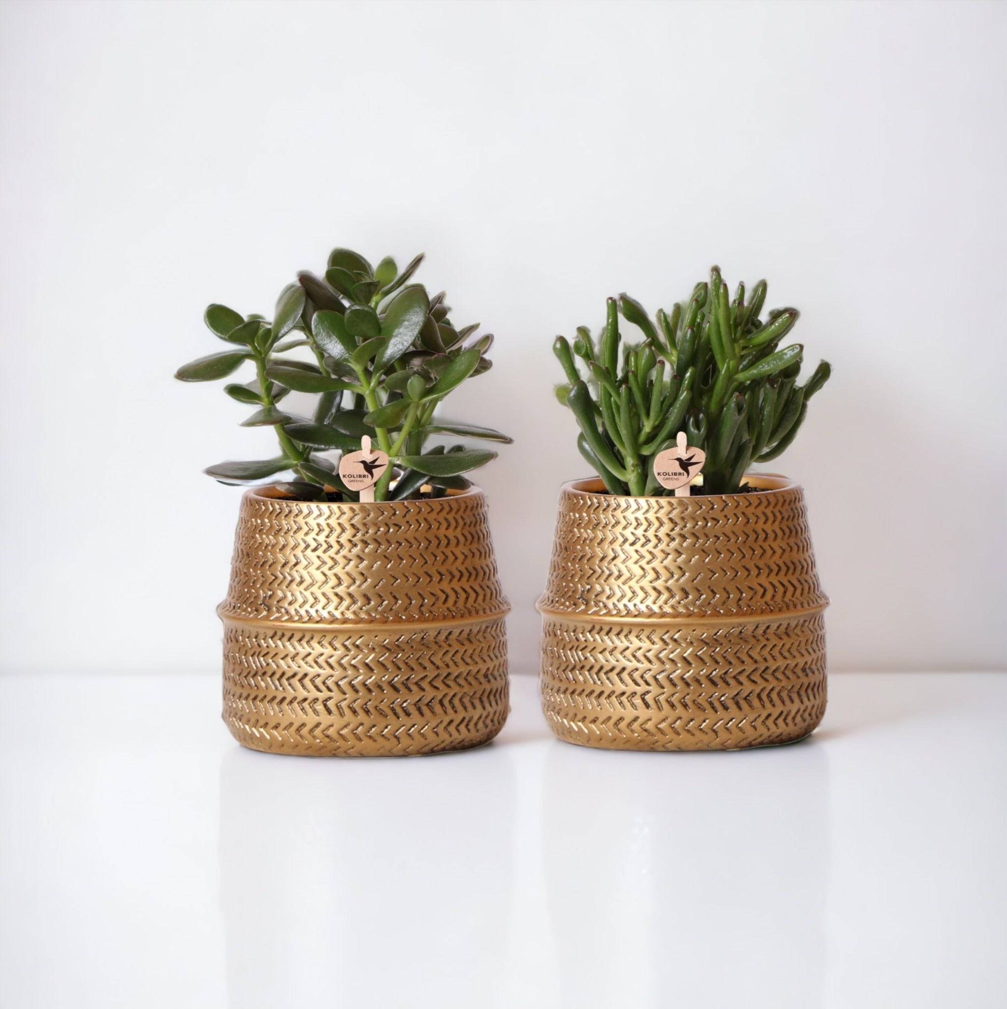 La Green Touch - Coffret cadeau succulente et ses caches-pots dorés - Lot de 2, h20cm- La Green Touch - Image 3
