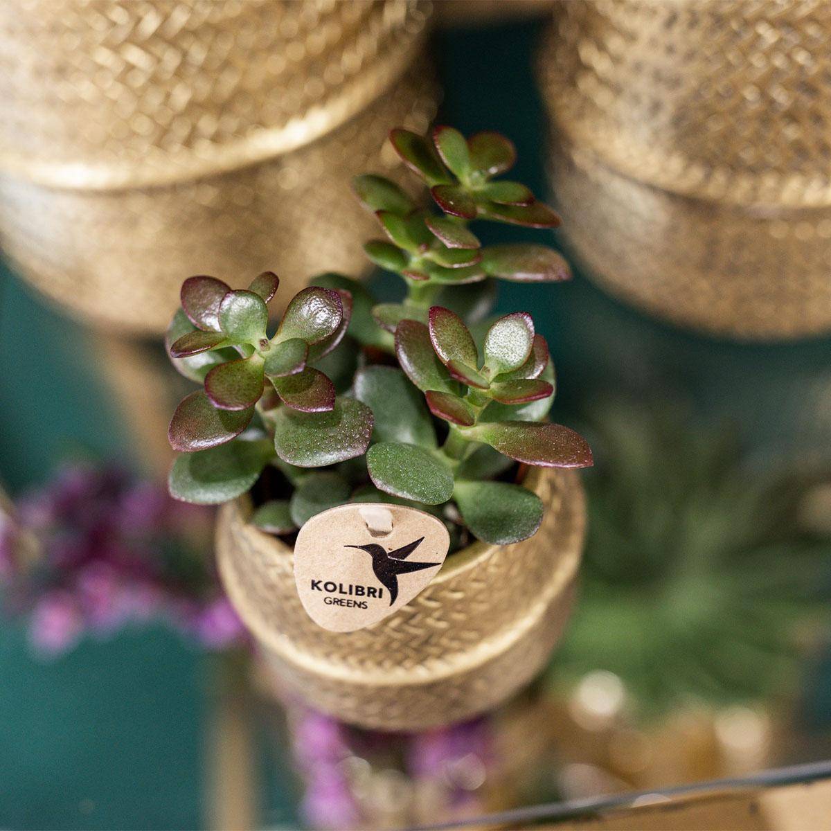 La Green Touch - Coffret cadeau succulente et ses caches-pots dorés - Lot de 2, h20cm- La Green Touch - Image 4