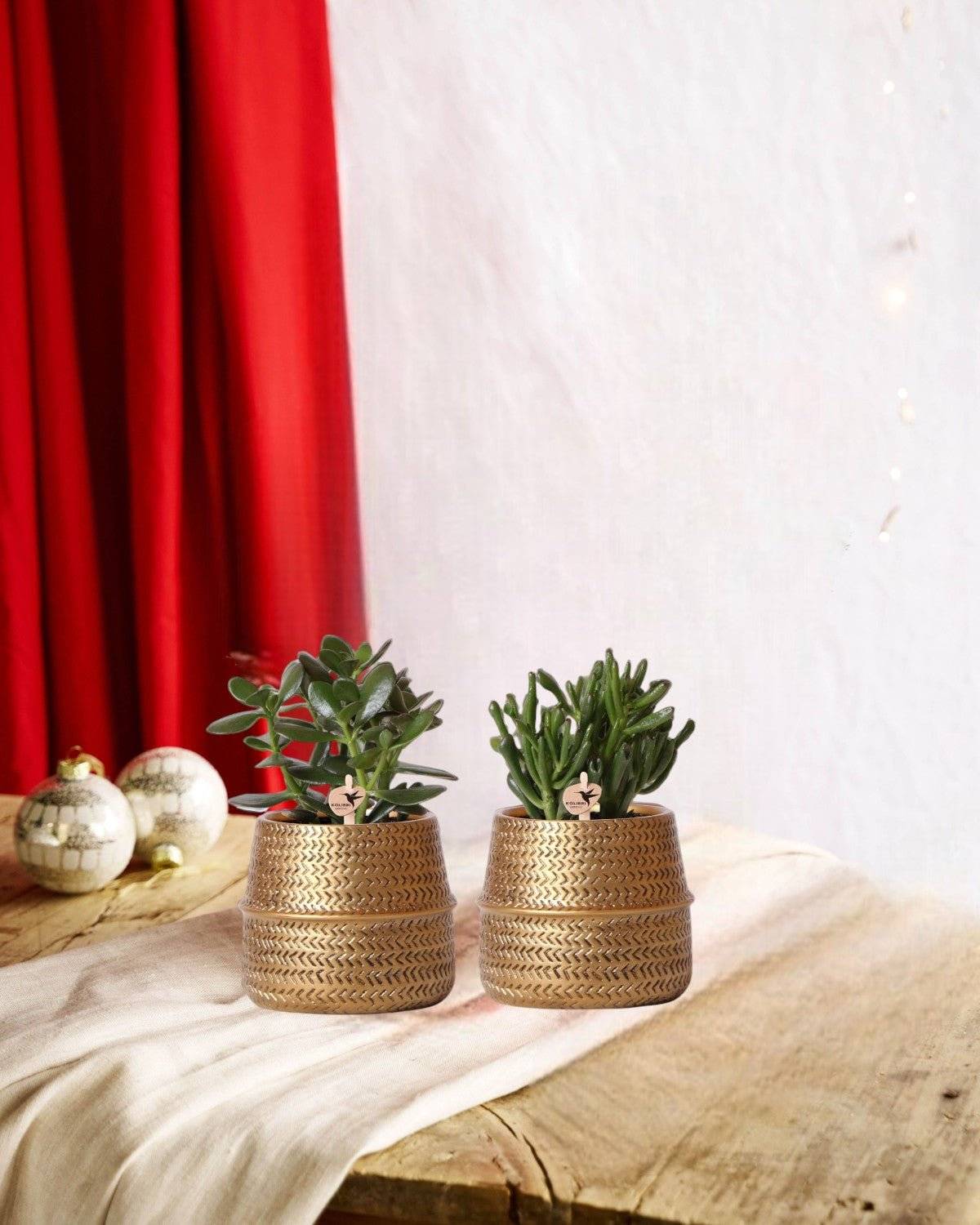 La Green Touch - Coffret cadeau succulente et ses caches-pots dorés - Lot de 2, h20cm- La Green Touch - Image 1