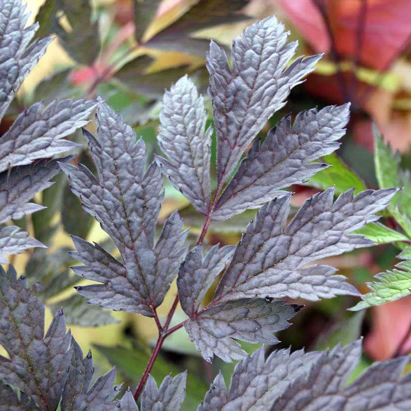 Cierge d'argent - Cimicifuga, Actaea simplex Chocoholic Pot de 2L/3L ...